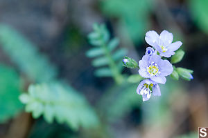 Jacobs Ladder