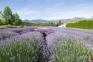 Lavendar Farm