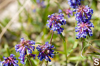 Small Flowered Penstemon