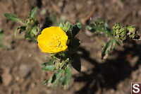 Subalpine Buttercup