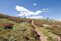 Trail Up Into The Alpine