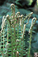 Sword Ferns Unrolling