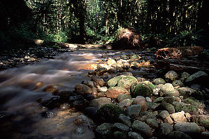 Angus Creek Running