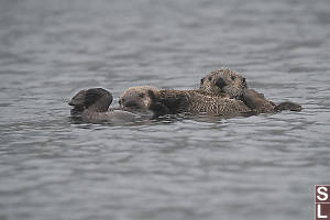Baby Sea Otter Nursing