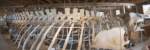 Fin Whale Spine At Eye Level