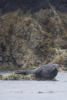 Harbour Seal On Low Rock
