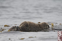 Mom Grooming While Baby Nursing