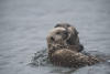 Mom Swimming With Baby