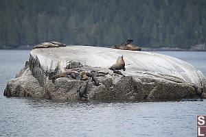 Sea Lions Climbing Up Rocks