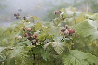 Thimbleberries In The Rain