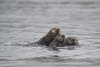 Three Sea Otters Together