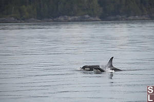 Young Orca And Coastline