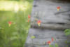 Columbine Next To Barn