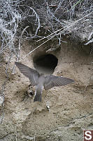 Bank Swallow Returning To Nest