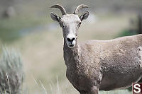 Bighorn Sheep Portrait