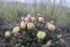 Brittle Prickly Pear Flowering