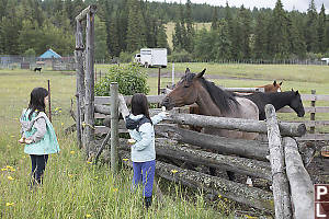 Nara Feeding Apples To Horse