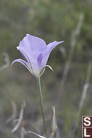 Sagebrush Mariposa Lily