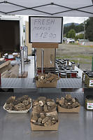 End Of Season Morels