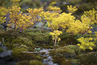 Stonecrop Over Moss