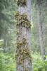 Tree Lungwort Growing On Cottonwood