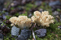 Coral Fungus