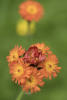 Orange Hawkweed Front And Back