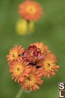 Orange Hawkweed Front And Back