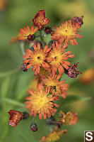 Orange Hawkweed