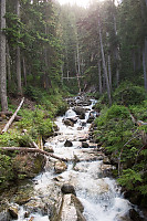 Rushing Stream In Forest