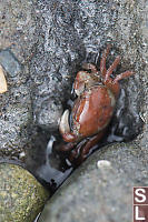 Wet Purple Shore Crab