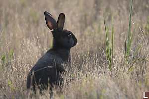 Black Bunny In Grass