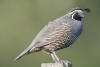 California Quail On Fence Post