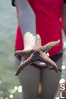 Giant Pink Sea Star