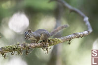 Squirrel Coming Down Branch