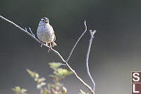 White Crowned Sparrow On Thin Branch