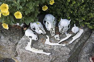 Skull Collection