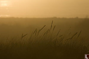 Beach Grasses At Sunset