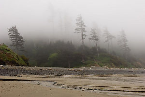 Foggy Trees And Sandy Beach