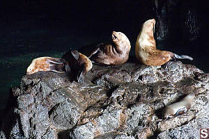 Sea Lions Lounging On Rocks