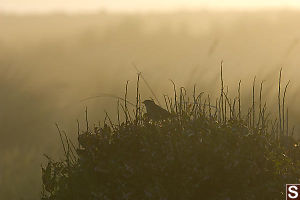White Crowned Sparrow At Sunset