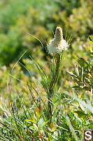 Bear Grass