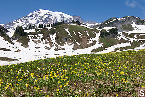 Field Of Glacier Lilies