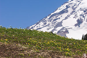 Ridge Covered In Flowers