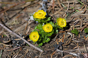 Snowpatch Buttercup