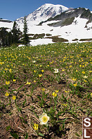 Western Anemone And Glacier Lilies
