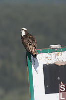 Adult Osprey On Sign