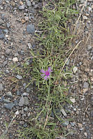 Spotted Knapweed On Trail