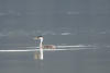 Western Grebe Adult