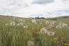 Yellow Salsify Field